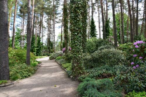 Erikinių augalų kolekcija japoniškame sode
