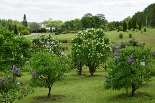 Alyvų kalnelis