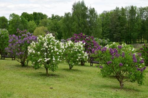 Alyvų kalnelis