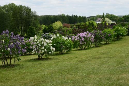 Alyvų kalnelis