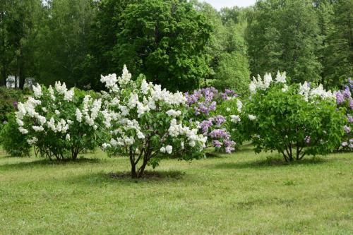 Alyvų kalnelis