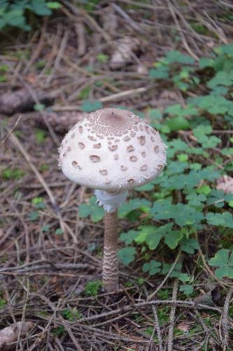 Miško turtų mokomasis takas