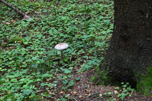 Miško turtų mokomasis takas