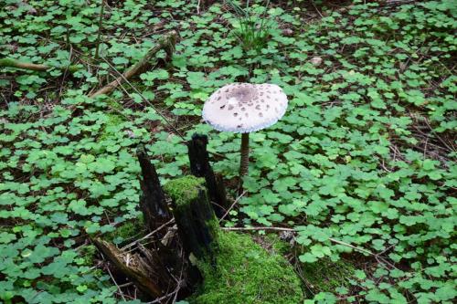 Miško turtų mokomasis takas
