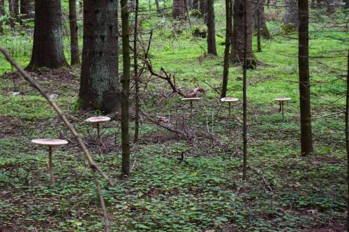 Miško turtų mokomasis takas