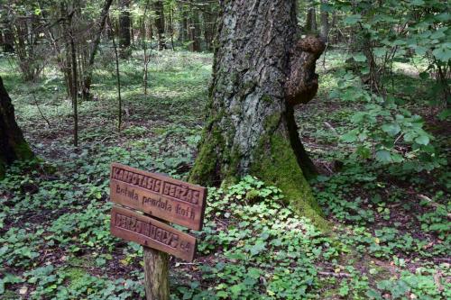 Miško turtų mokomasis takas