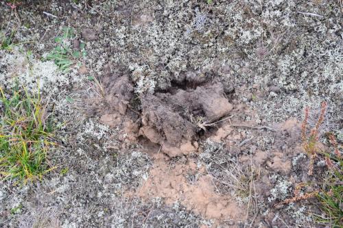 Duobutės, likusios po augalų brakonierių pasidarbavimo