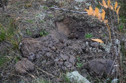 Duobutės, likusios po augalų brakonierių pasidarbavimo