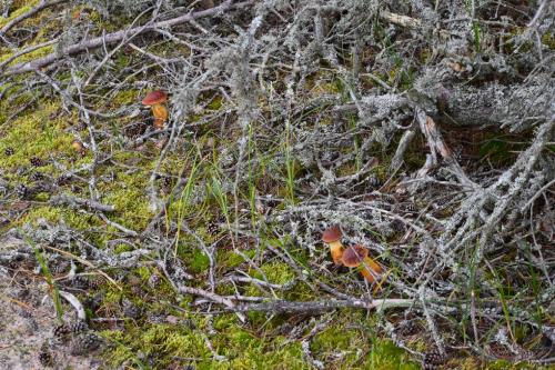 "Balsevičiukai", raudongalviai baravykūnai (Aureoboletus projectellus)