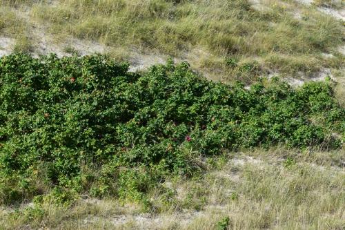 Kuršių Nerijos paukščių žiedavimo stotelė, Pervalka