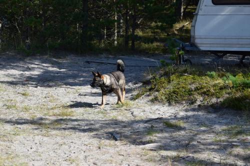 Kuršių Nerijos paukščių žiedavimo stotelė, Pervalka