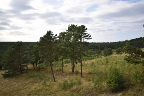 Avino kalnas