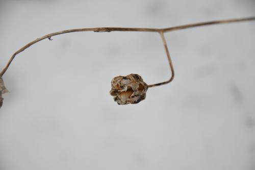 Miškinė lelija (Lilium martagon)